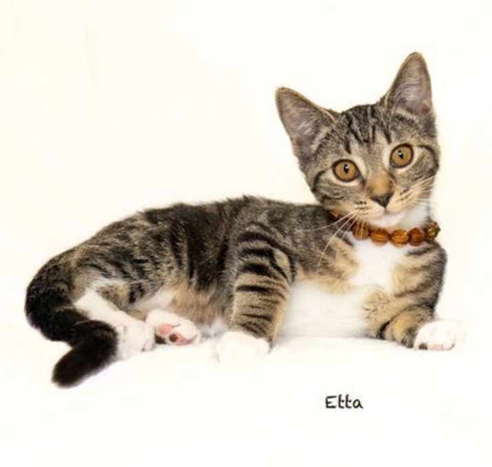 Photo of Etta