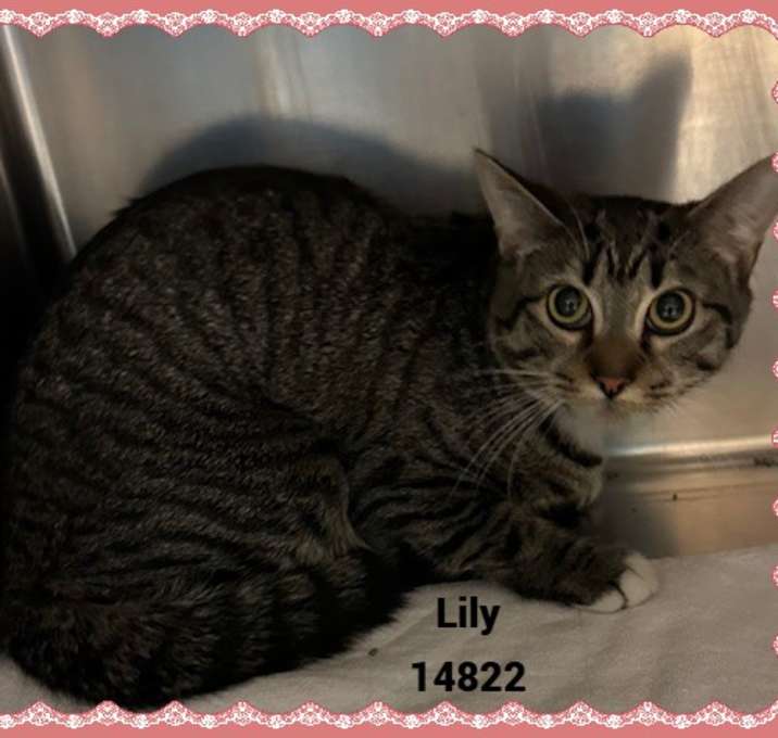 Photo of LILY see also MOLLY