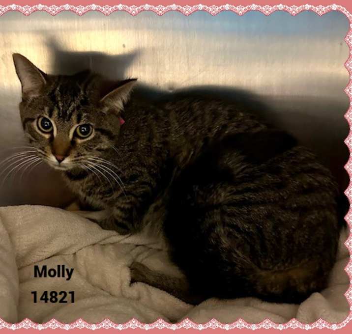 Photo of MOLLY see also LILY