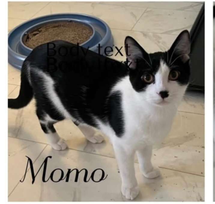 Photo of Momo