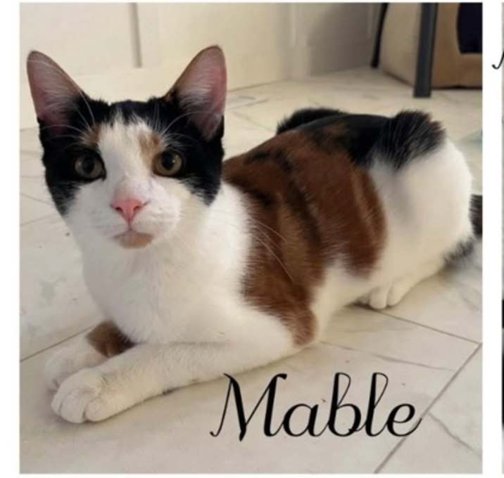 Photo of Mable (shy)
