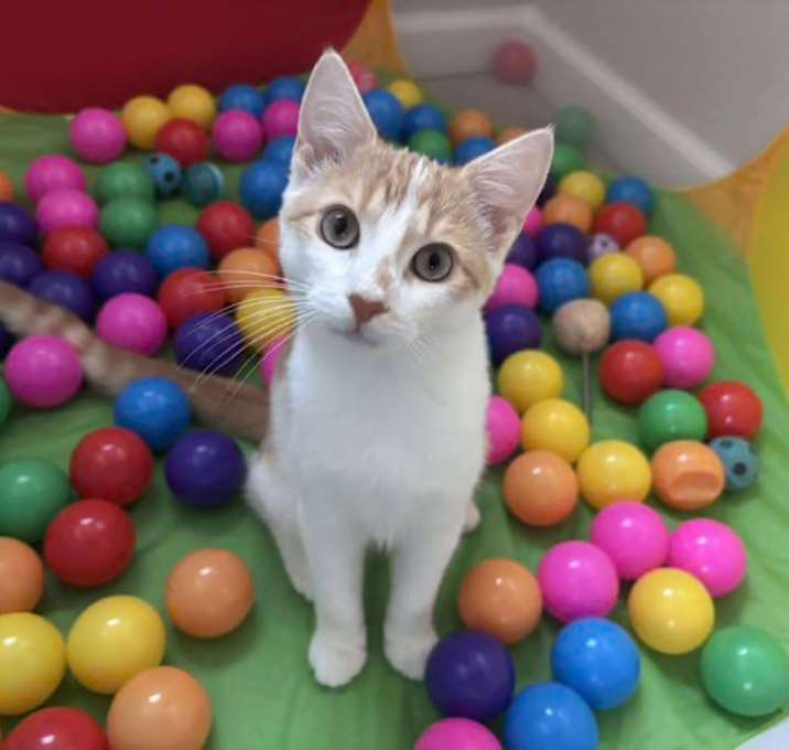 Photo of Gene Simmons