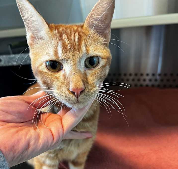 Photo of Stove Top Stuffing
