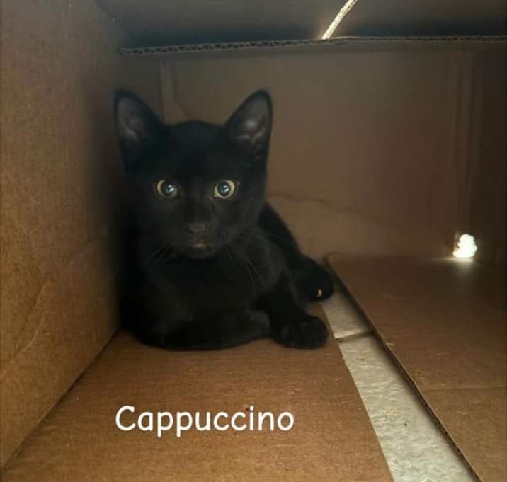 Photo of Cappucino