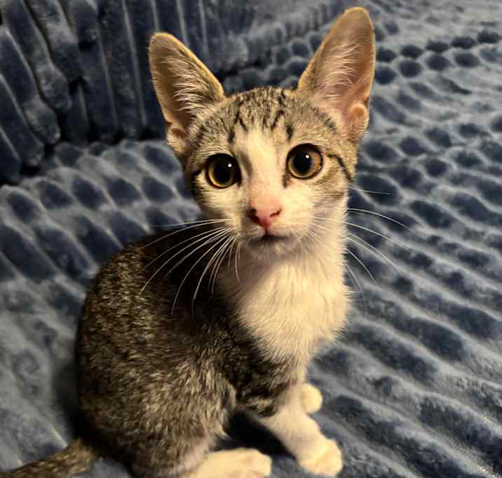 Photo of Cookies and cream