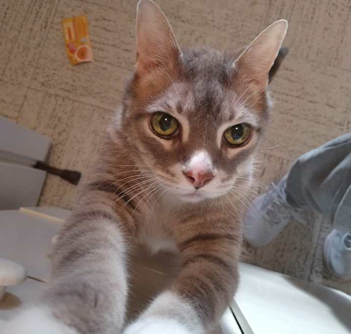 Photo of Sulley *DECLAWED*