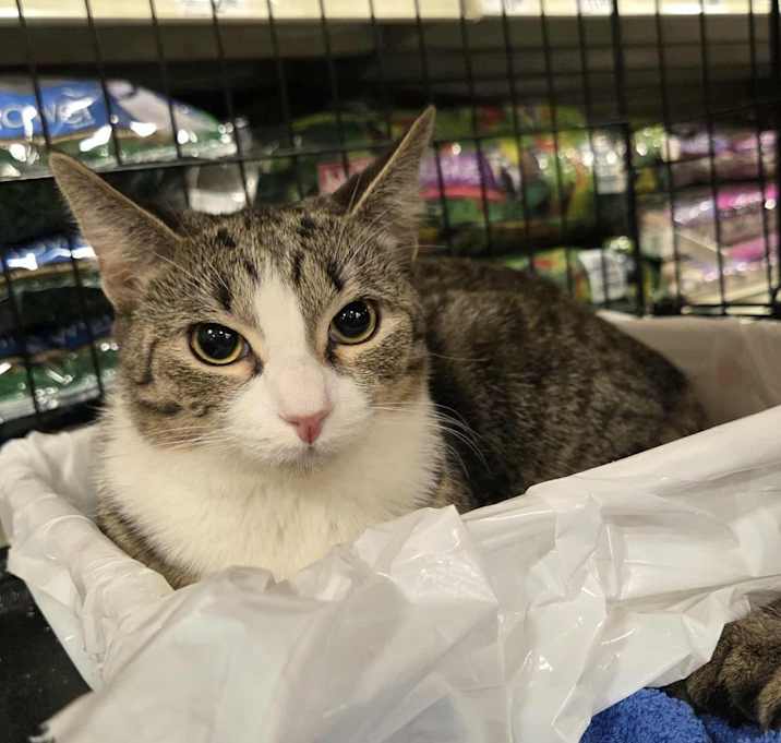 Photo of Shine (Adopt with Shade)