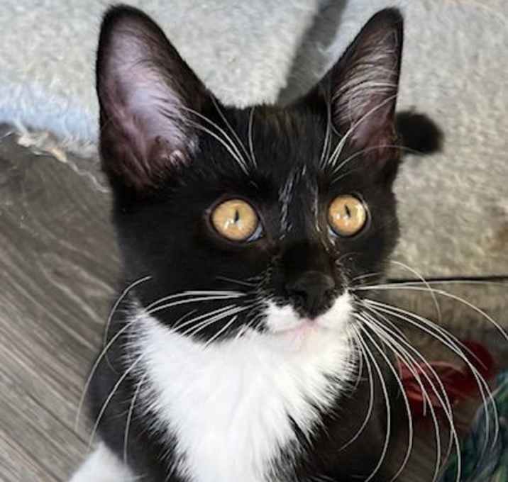 Photo of KITTEN REGGIE