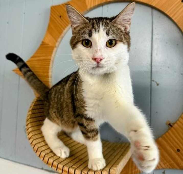 Photo of Kitten 27359 (Wendell)