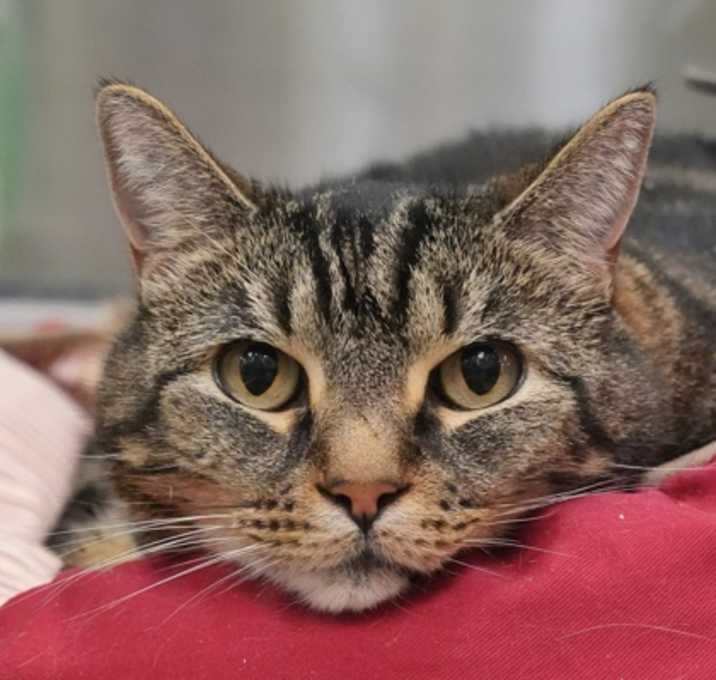 Photo of Bengi 60438