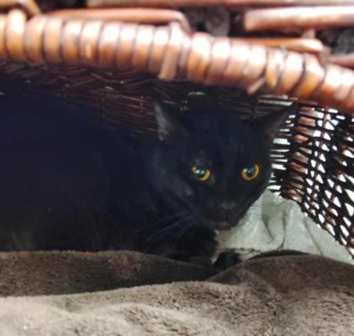 Photo of Paper Birch