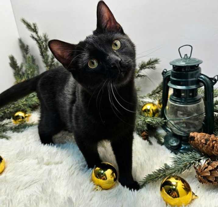 Photo of KITTEN SILAS