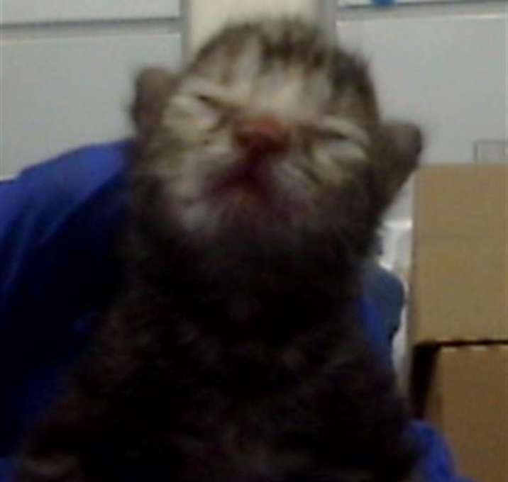 Photo of MARSHMELLOW