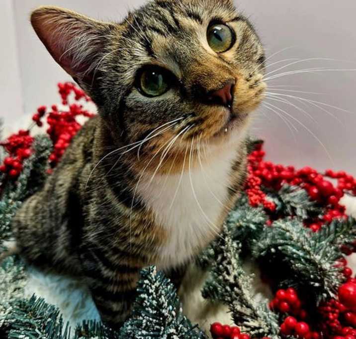 Photo of KITTEN LUCY GREY