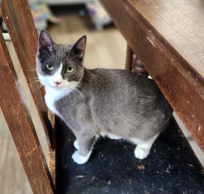 Photo of Cat 27053 (Kami)