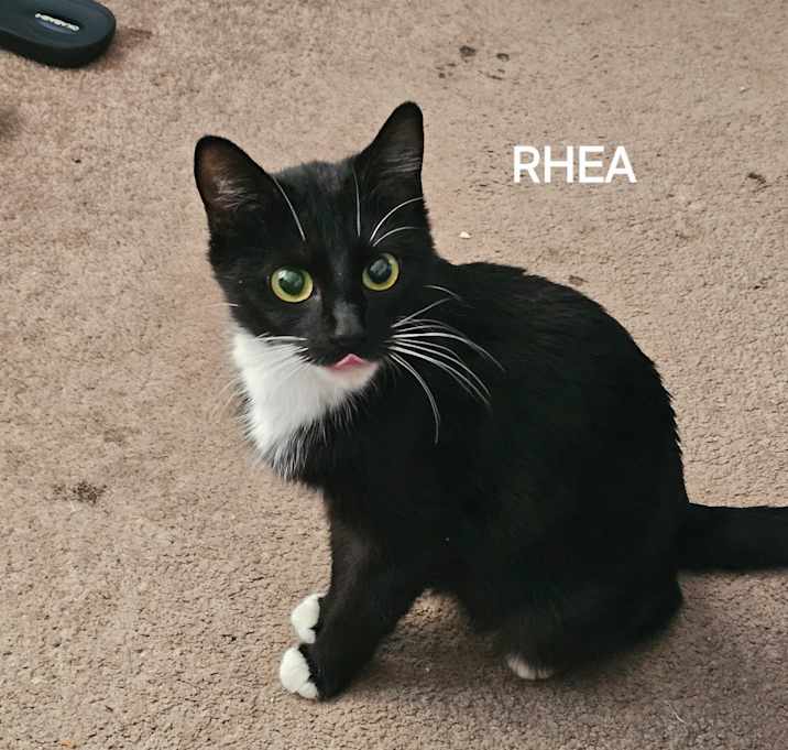 Photo of Rhea, Eris , Odysseus,  Artemis, athena and hera