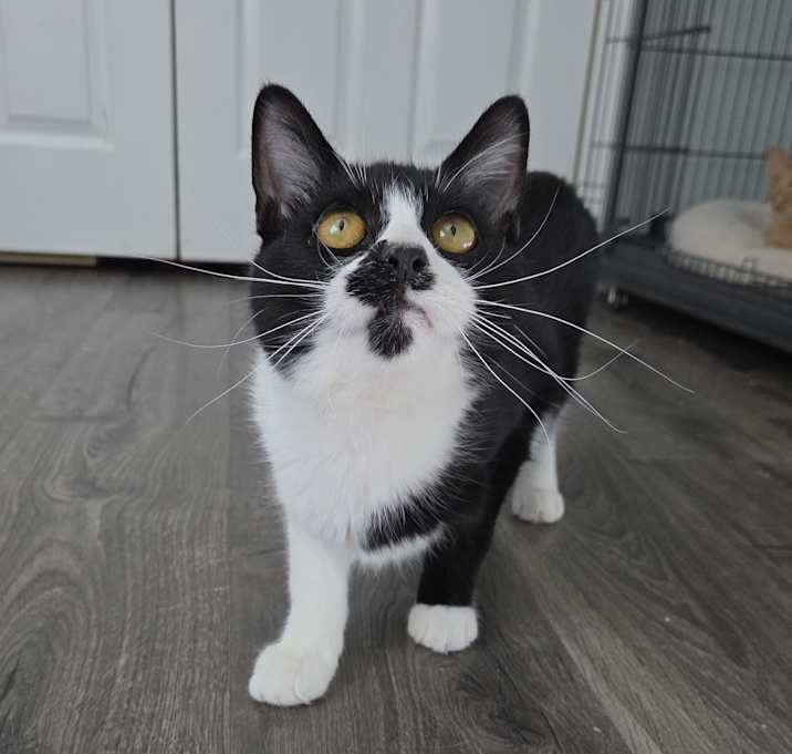 Photo of Chef Boyardee