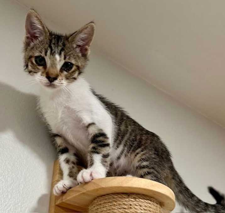 Photo of Kitten Hank