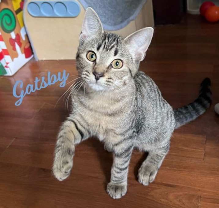 Photo of Gatsby #warrior-waif