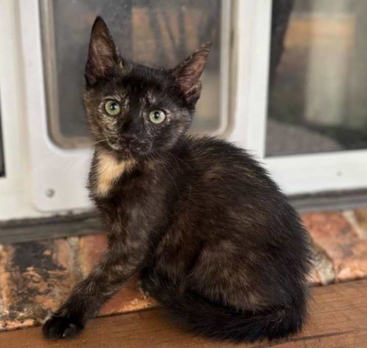 Photo of Maple-In Foster