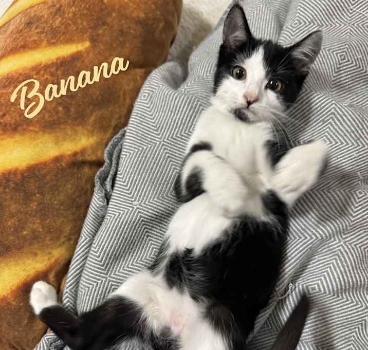 Photo of Banana #goateed-gent