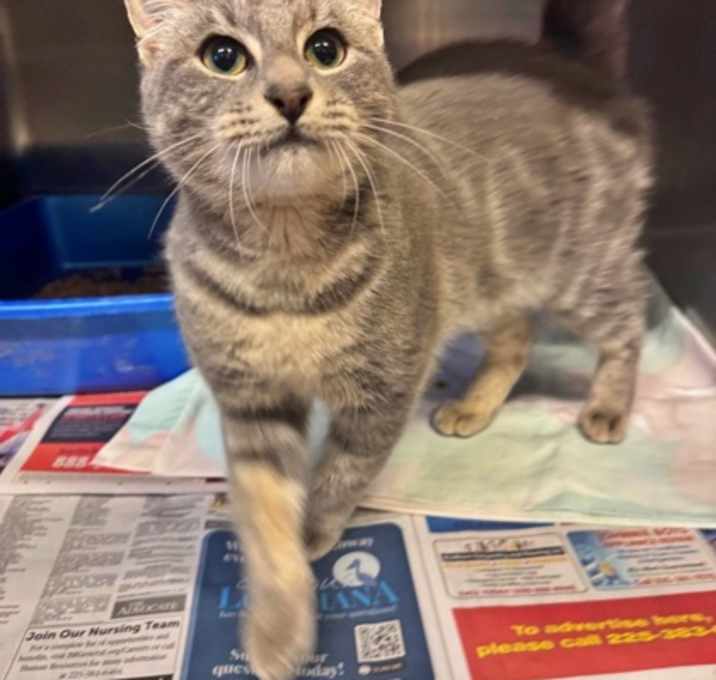 Photo of Whiskey Sweet