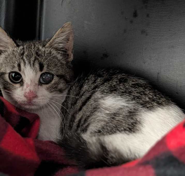 Photo of PIXIE - IN FOSTER