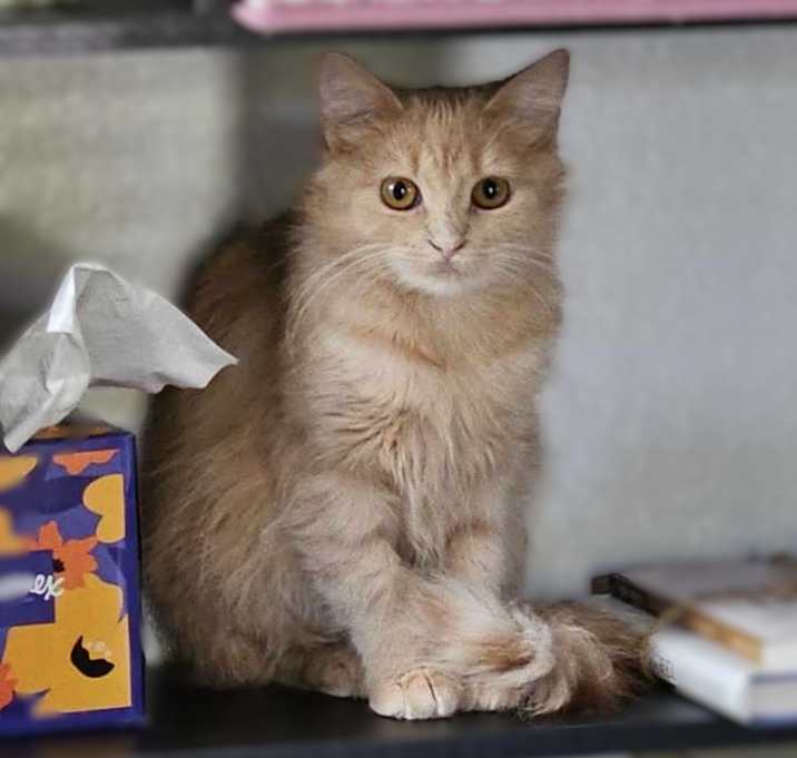 Photo of Bee & Honey