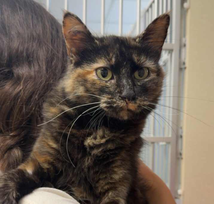 Photo of Abigail (Holland Cat Cove)