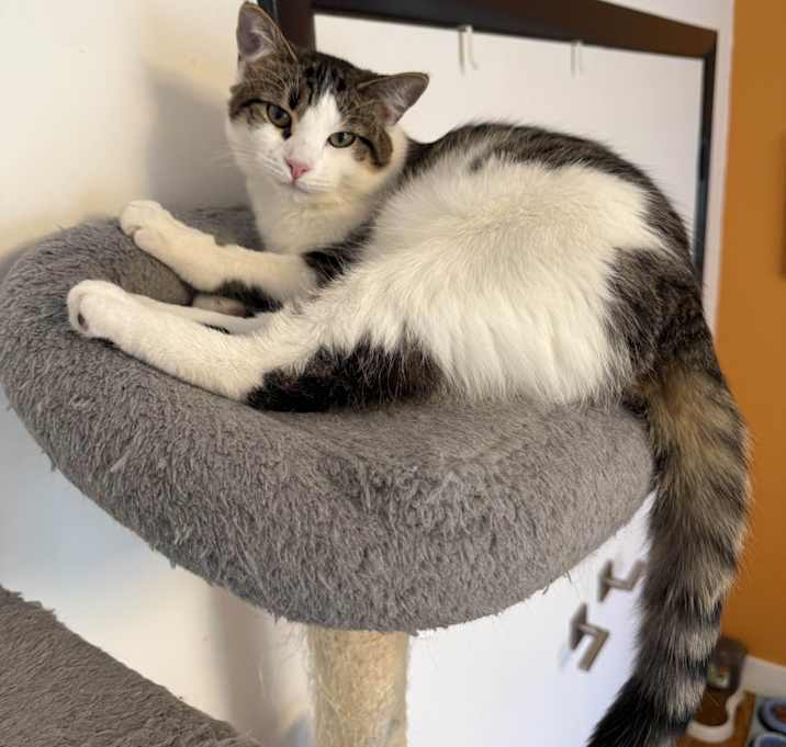 Photo of Gelato (Church Ln Kitten 2)