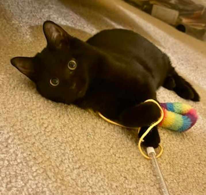 Photo of Winnie - Foster