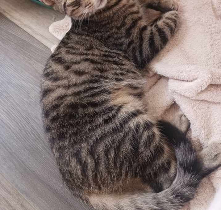 Photo of Elvis (6991)