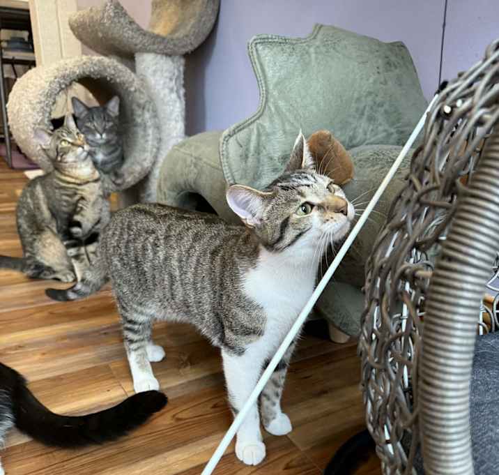 Photo of Turnip (cat café)