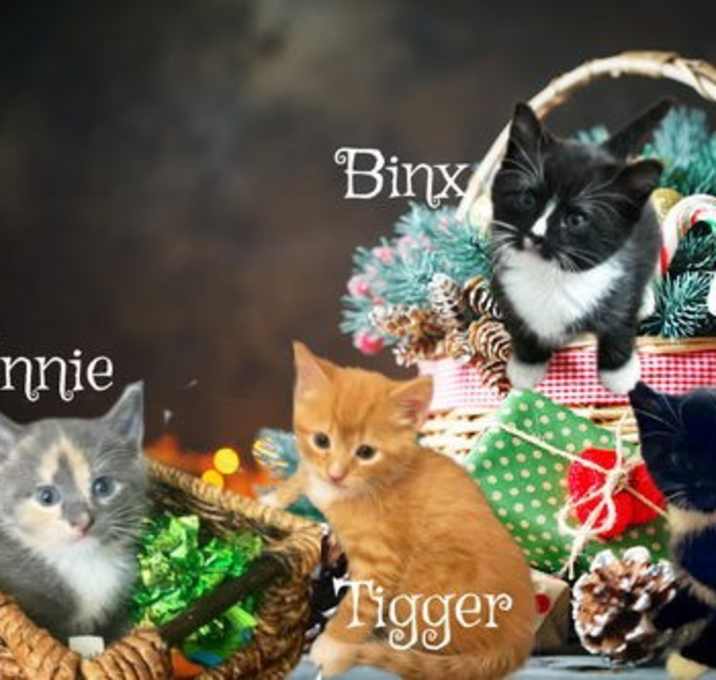 Photo of Tigger *kitten*