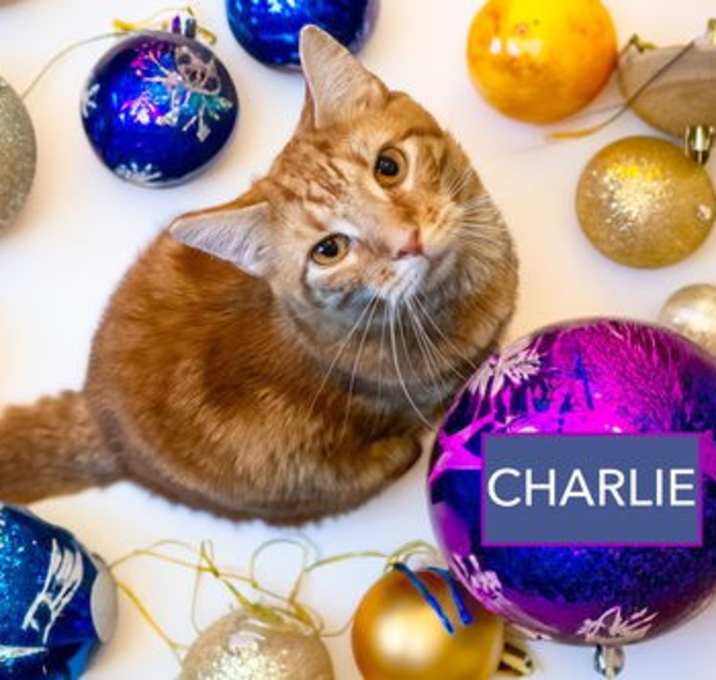 Photo of Charlie (FCID# 12/18/2023 - 71 Trainer)