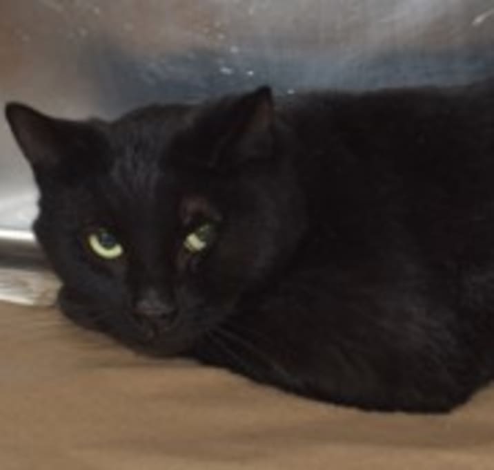 Photo of 91986 Lancer