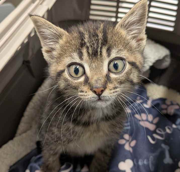 Photo of Beanie Weenie