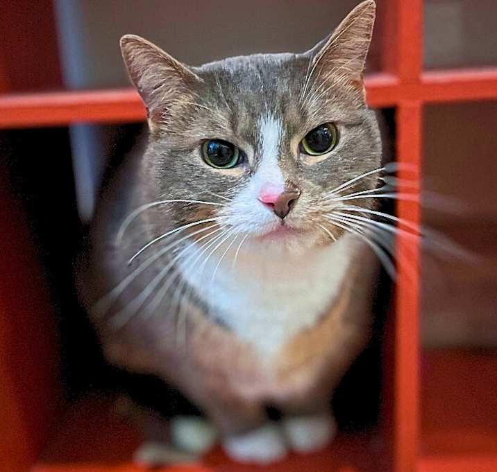 Photo of Rocky (bonded to Apollo)