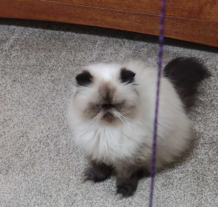 Photo of Gypsy and Lexie sisters