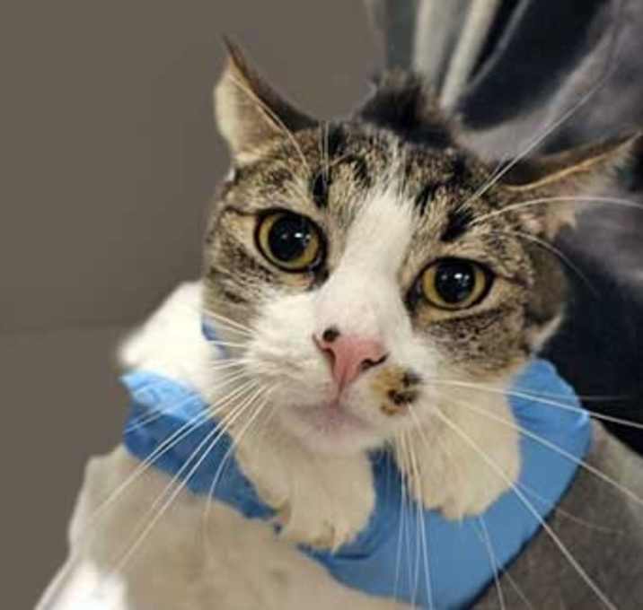 Photo of Donna Summers*