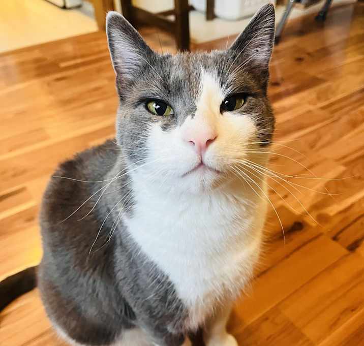 Photo of Pugsley Addams