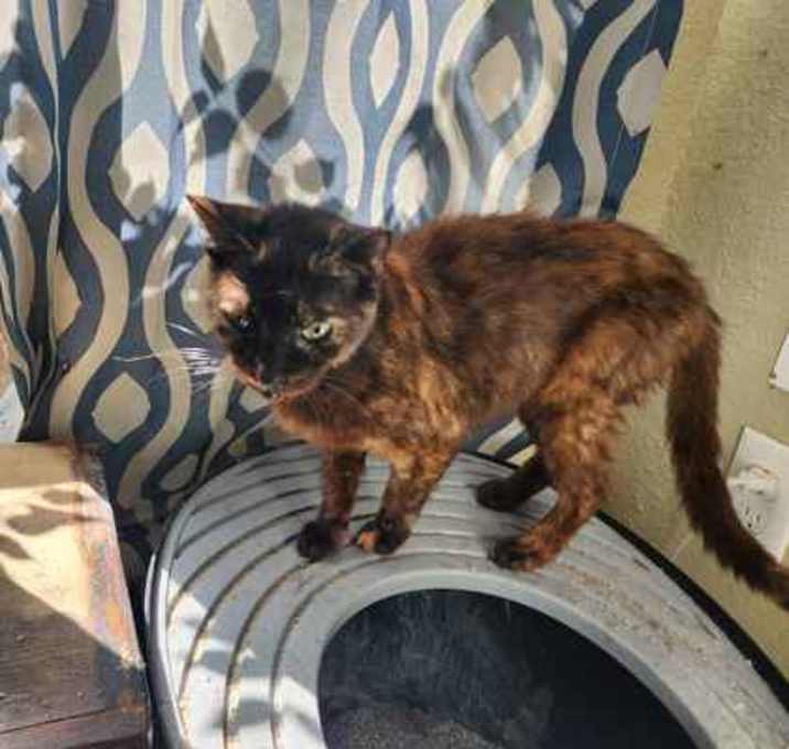 Photo of MONSTER TRUCK FOSTER