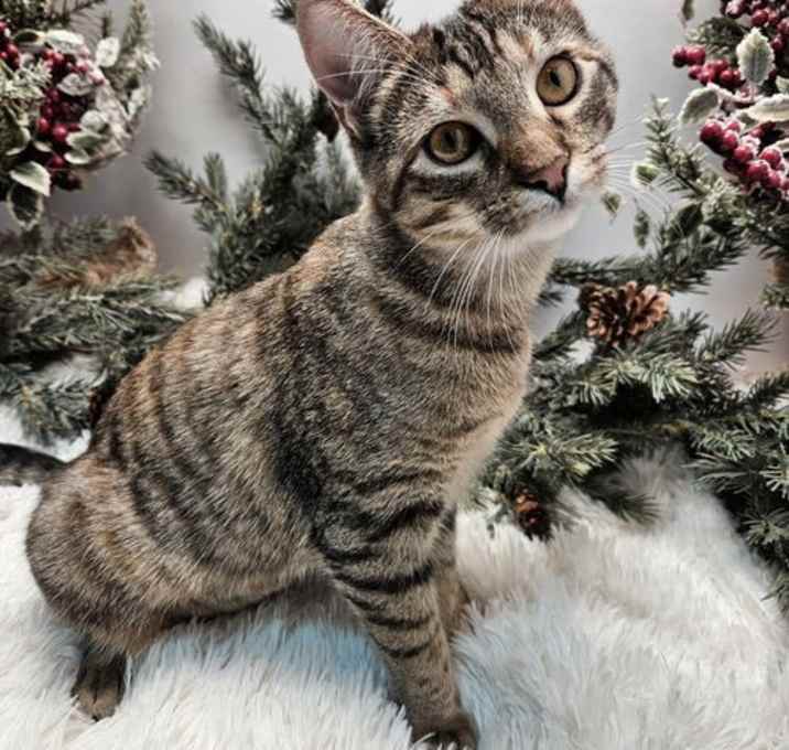 Photo of KITTEN KATNISS