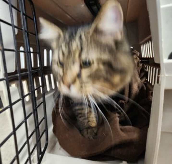 Photo of Cranberry Whiskers