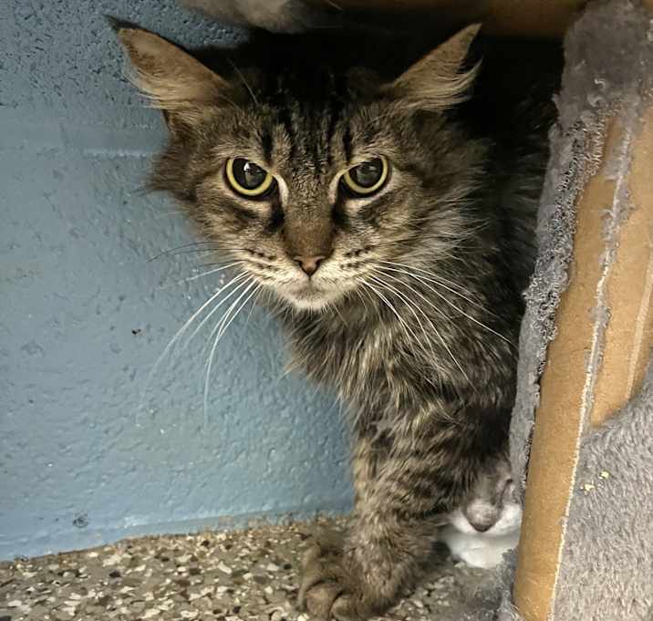 Photo of Bullet Jones