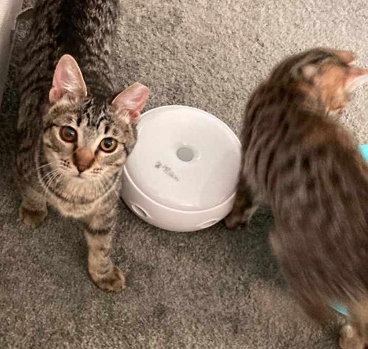 Photo of Simba & Tiny (Courtesy Post)