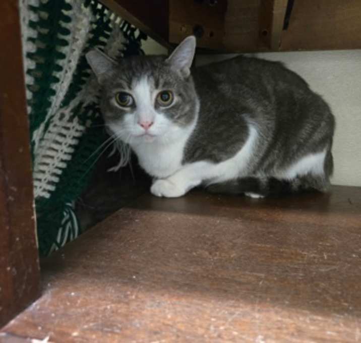 Photo of Kasen -Barn Cat OF120