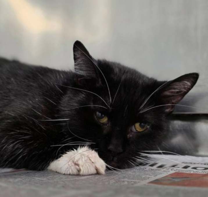 Photo of Oatmeal Cookie