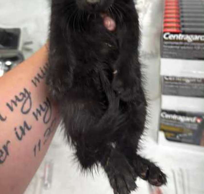 Photo of 25-1412C Jinx