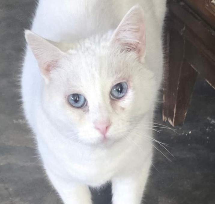 Photo of Nova Aurora